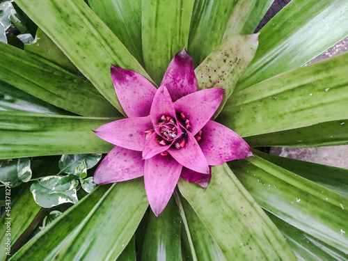 Close up of plant