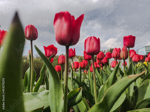 Red tulips