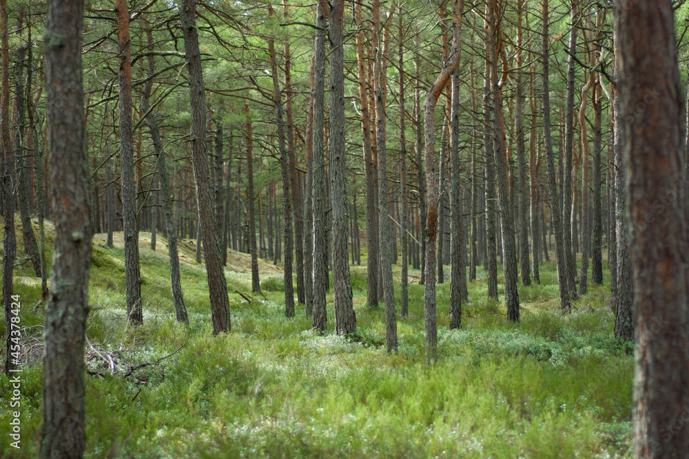Naklejka premium forest in the morning