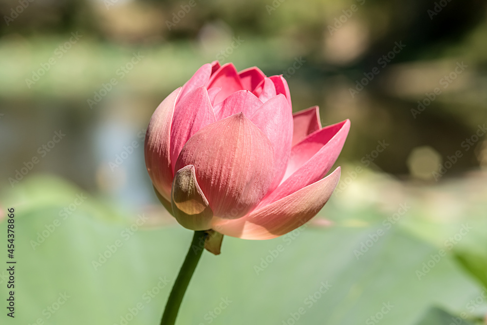 Pink water lotus flower. In summer it grows on the lake. Pink water lotus flower. In summer it grows on the lake.