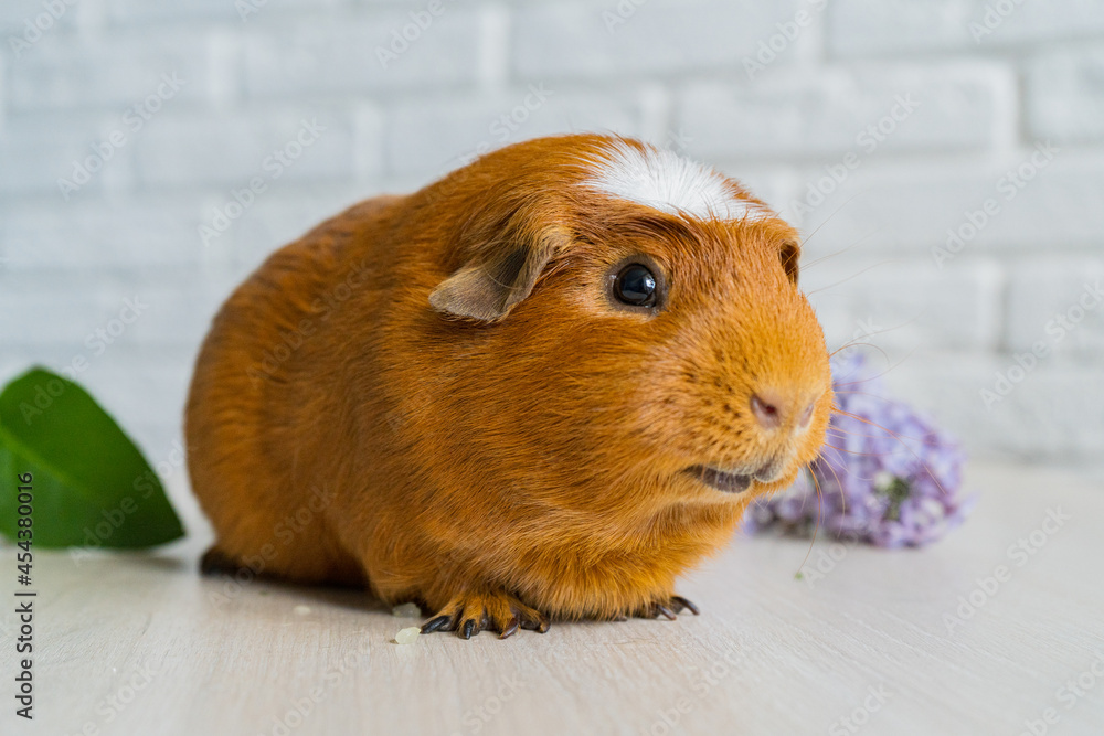 The red domestic guinea pig Cavia porcellus, also known as cavy or domestic cavy The red domestic guinea pig Cavia porcellus, also known as cavy or domestic cavy