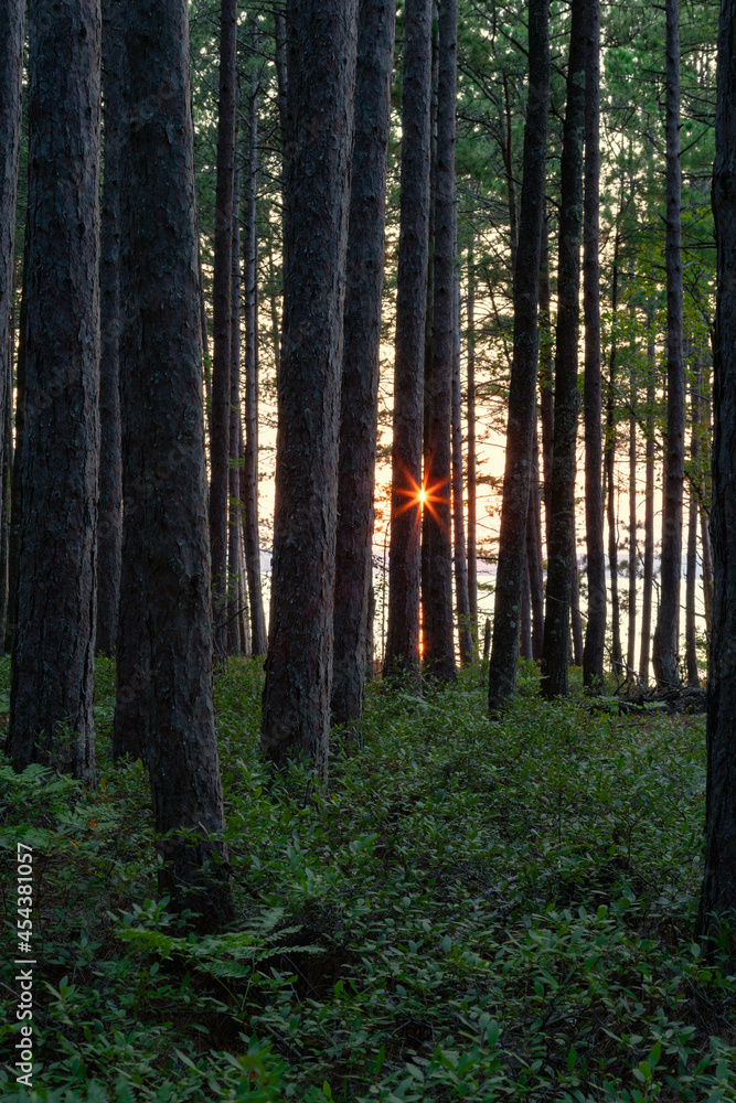 Sunstar at sunset as viewed through a forest along the coast Sunstar at sunset as viewed through a forest along the coast
