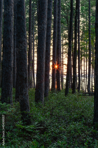 Sunstar at sunset as viewed through a forest along the coast © James