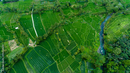 Arial drone landscape Bali green nature, rice terrace from above. High view of palm's trees forest and river
