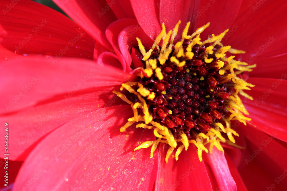 red flower red flower