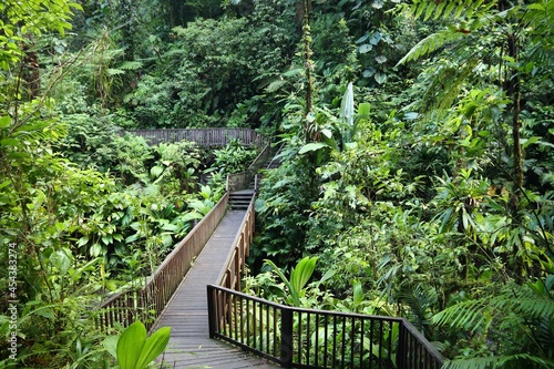 Fototapeta Naklejka Na Ścianę i Meble -  Hiking trail in Guadeloupe rainforest