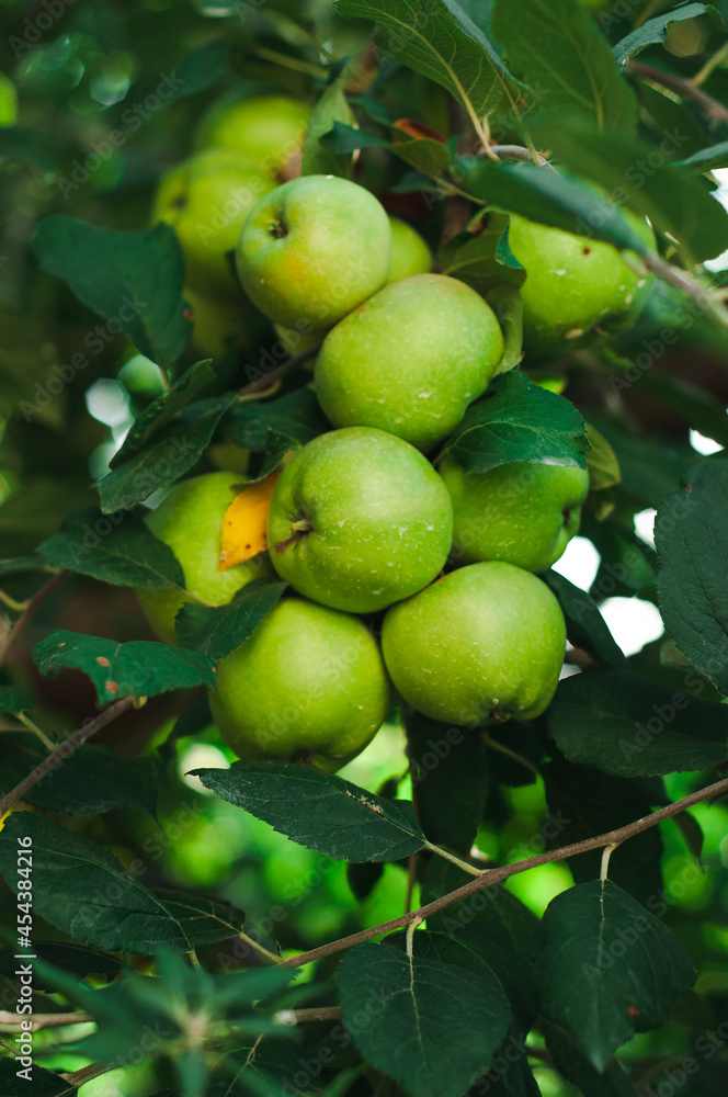 apples on tree, harvest in fall autumn, wallpaper 