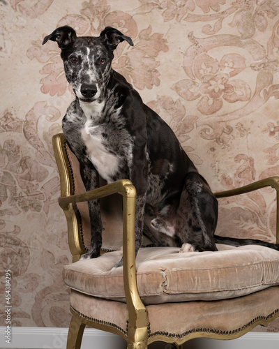 Studioshot of a black grey and white lurcher sighthound mixed greyhound - whippet sitting in a chair