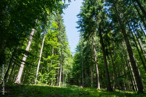 A walk in the Carpathian forest in Romania