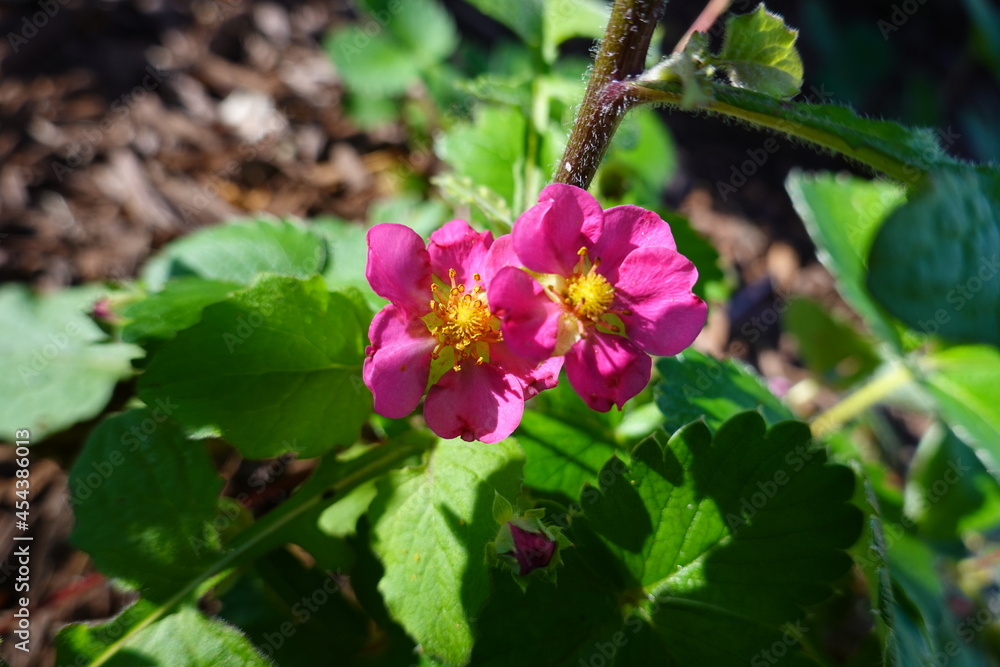 The Wood rose is a much-branched, deciduous shrub, up to 5 ft. tall, often growing in dense thickets. The Wood rose is a much-branched, deciduous shrub, up to 5 ft. tall, often growing in dense thickets.