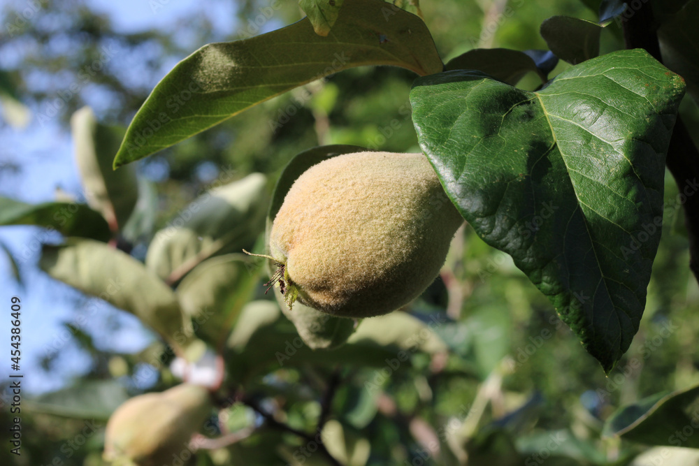 The furry immature fruit of the Quince tree. Cydonia oblonga growing in a natural outdoor setting.