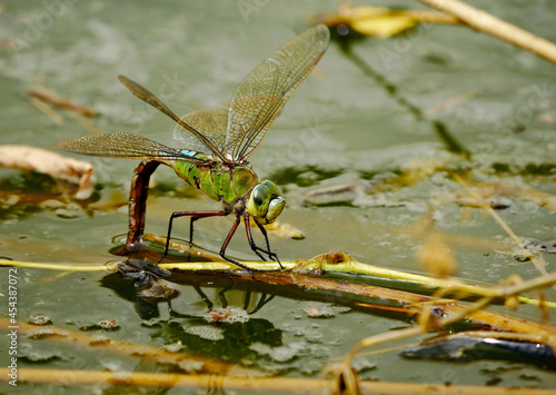 An empress dragonfly lays its eggs in the rainwater pond