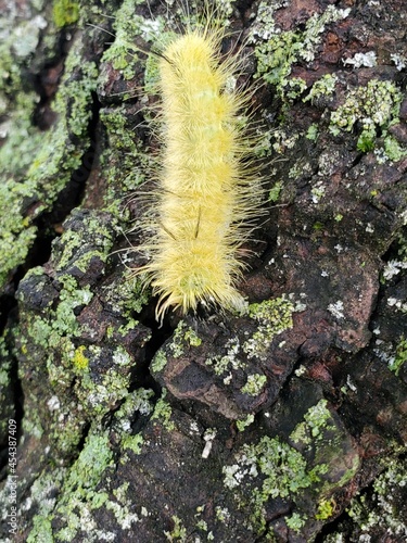 caterpillar on a branch
