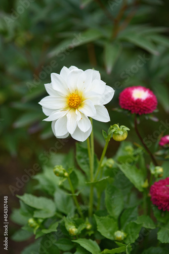 A dahlia flower close-up