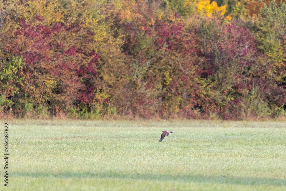 Goshawk in flight over meadow at edge of forest Goshawk in flight over meadow at edge of forest