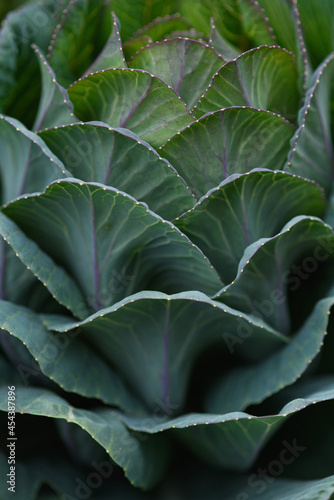 Green leaf close up background.