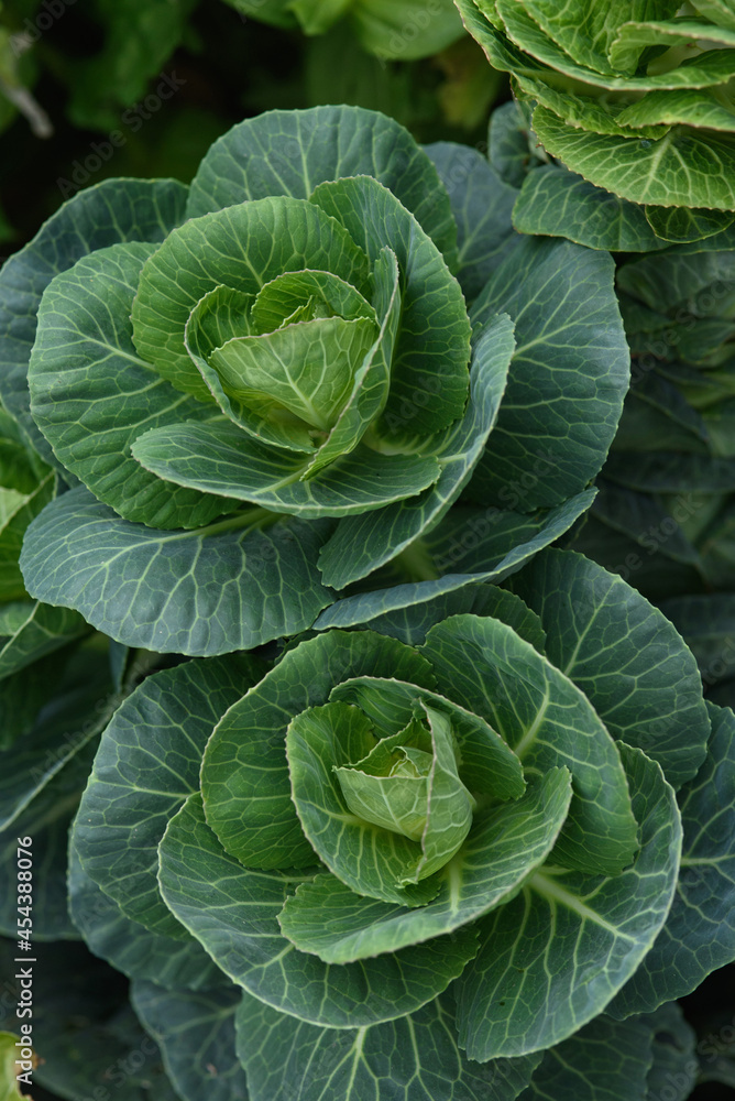 Close up of cabbage head Close up of cabbage head