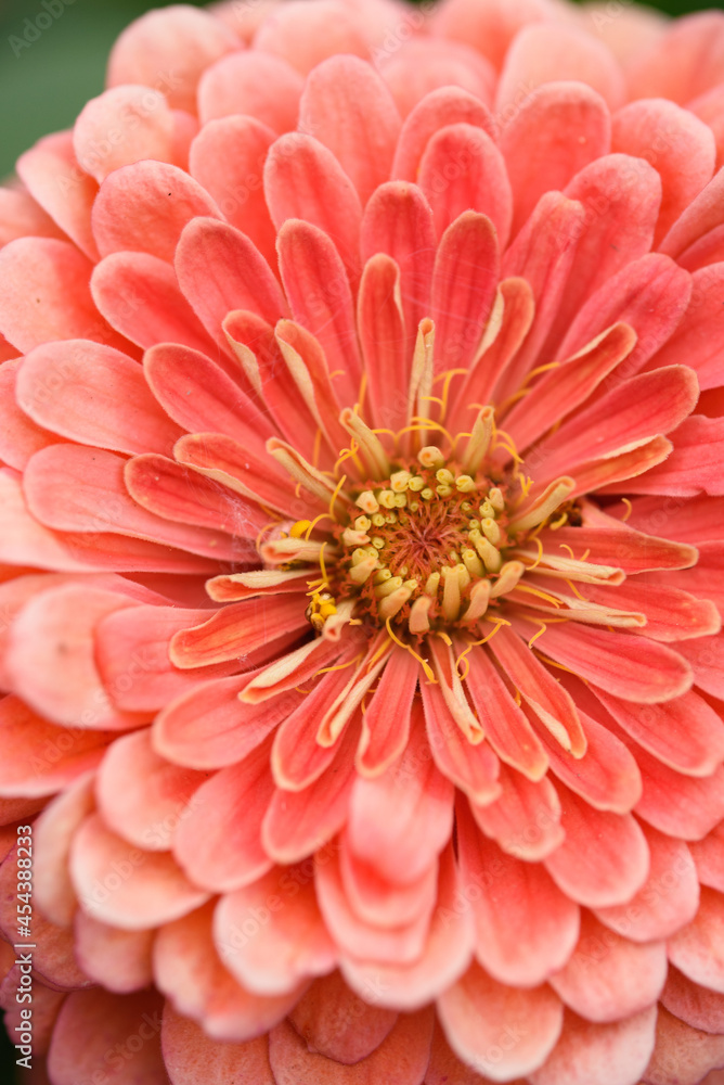 Fototapeta premium A flower bud of zinnia close-up
