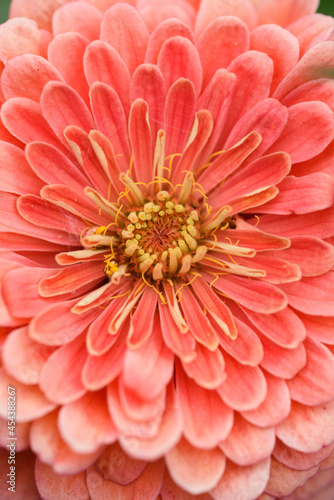 A flower bud of zinnia close-up