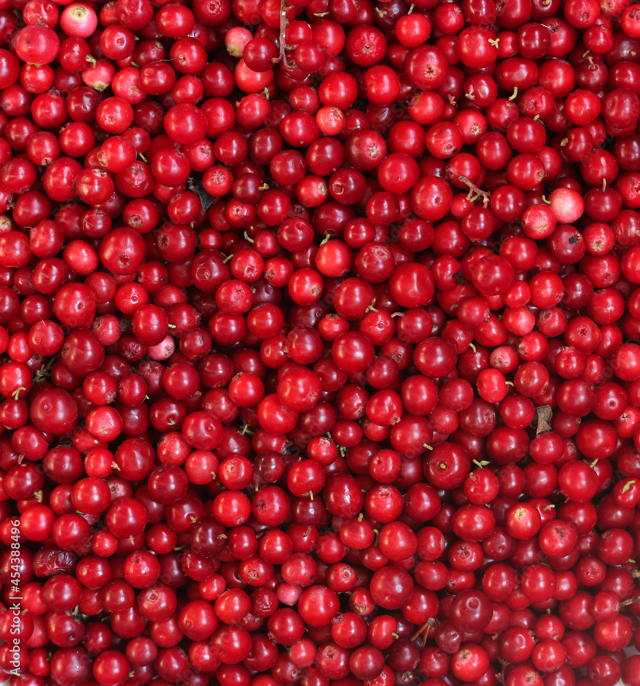 forest lingonberries as a background view directly from above forest lingonberries as a background view directly from above