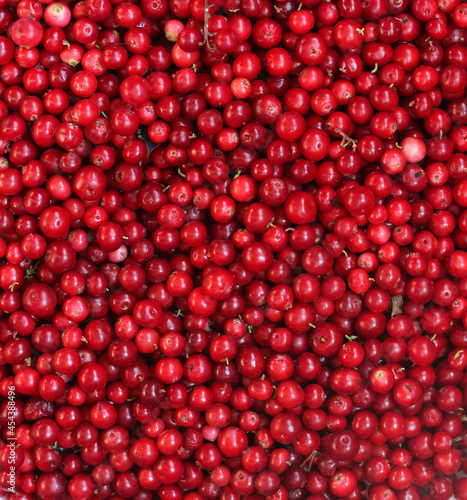 forest lingonberries as a background view directly from above