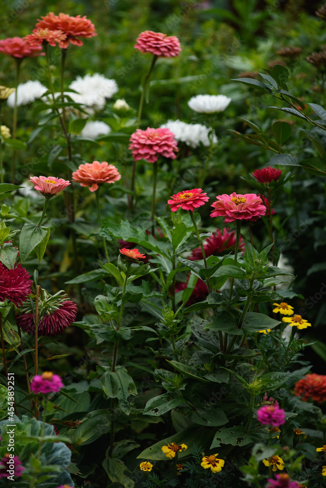 A flower bed with zinnias in the garden