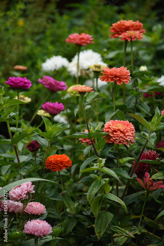 A flower bed with zinnias in the garden