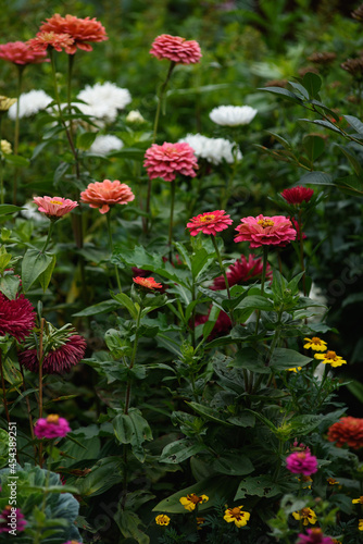 A flower bed with zinnias in the garden