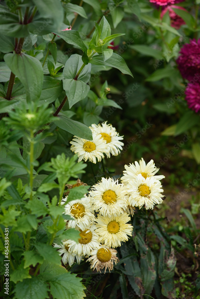 Flowers of leucanthemum close-up on a flower bed Flowers of leucanthemum close-up on a flower bed