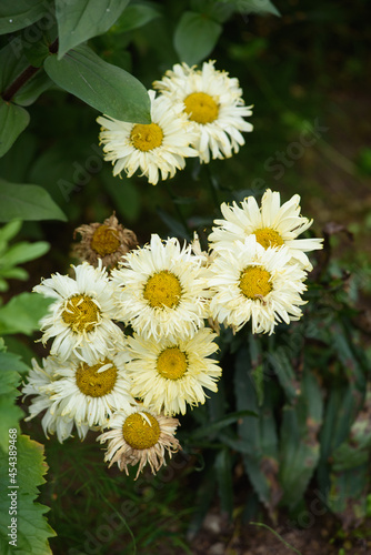 Flowers of leucanthemum close-up on a flower bed photo