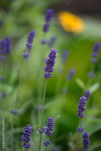 Lavender flowers close-up on a flower bed