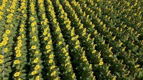 Ascending shot of a field of sunflowers. Large-scale cultivation of sunflowers in a sunny environment. You can see the detail of the sunflowers moving with the air and the lines of the crop.