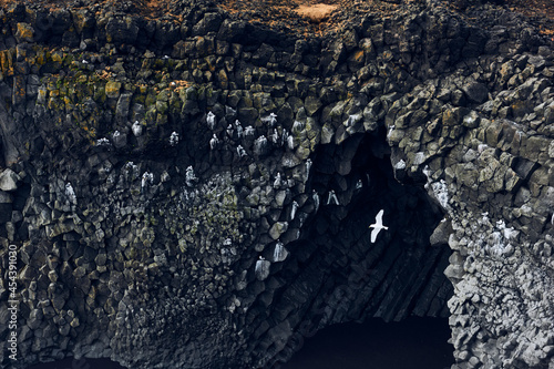 Ornithology: Seagulls in basaltics cliffs near Arnarstapi, Snæfellsnes peninsula (region of Vesturland, Iceland)