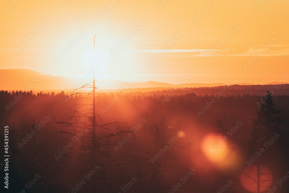 sunset over trees