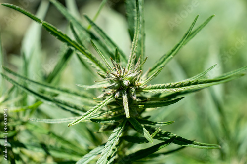 green cannabis plant crown  grow marijuana medical bud.