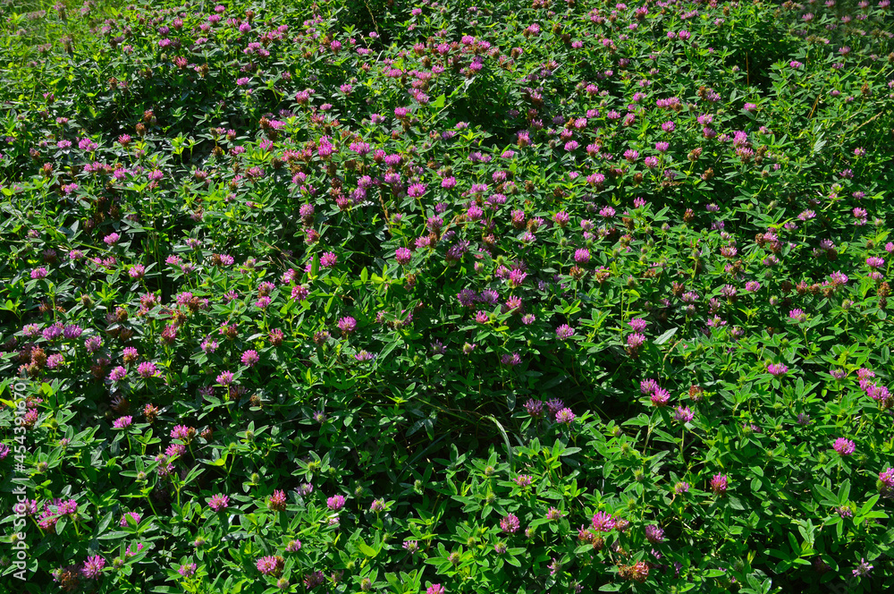 Flowerbed with clover close up