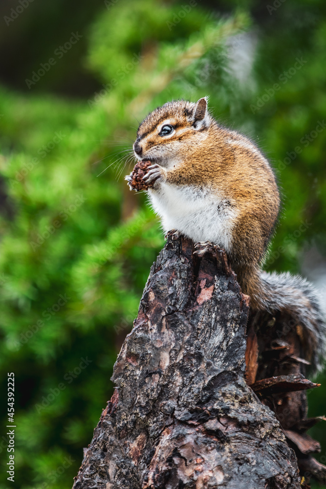 Obraz premium squirrel on a tree
