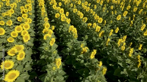 Overhead shot moving through a field of sunflowers. Large-scale cultivation of sunflowers in a sunny environment. You can see the detail of the sunflowers and the lines of the crop.