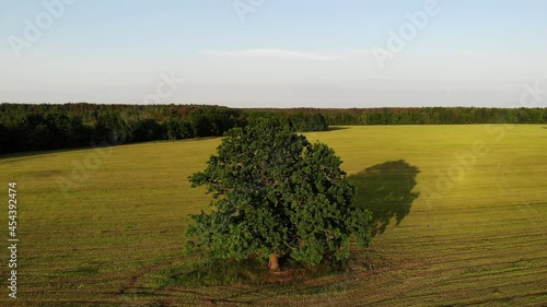 Aerial shot, flight from green oak tree in the country side yellow field on the background, zoom in, belarus, summer sunny day