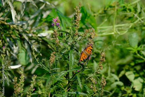 butterfly on a flower