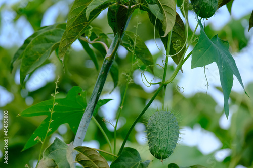 Green Ecballium elaterium wild cucumber