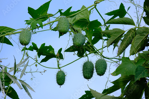 Green Ecballium elaterium wild cucumber