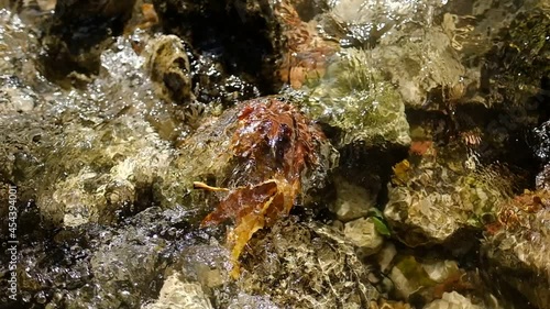 Dry autumn leaves stuck between the rocks in a small stream, with back light from the sun that creates beautiful glares upon the water. a slow motion clip, Kziv River, Israel. photo