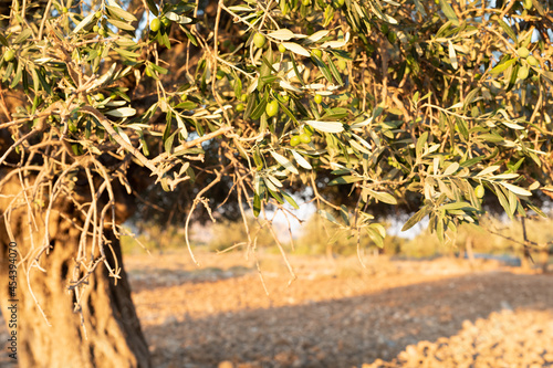 Tablou pe pânză Olive Grove on the island of Greece. plantation of olive trees.