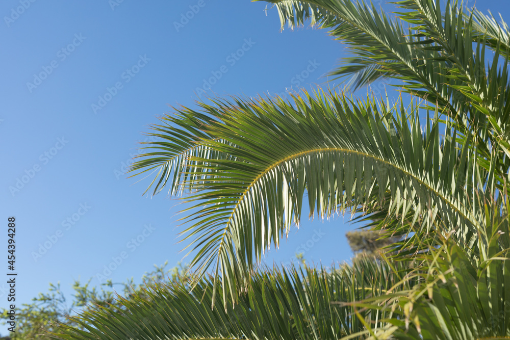 Fototapeta premium tropical plant backgound - palm tree leaves