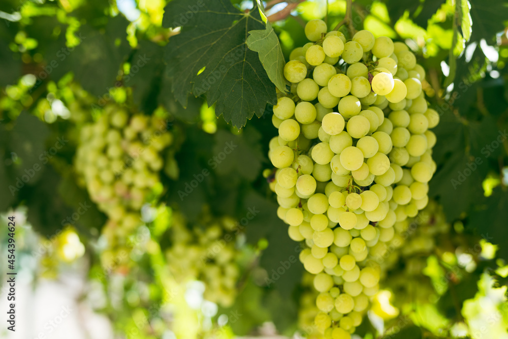 Beautiful ripe grapes on the vine in a vineyard with green leaves