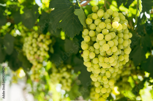 Wallpaper Mural Beautiful ripe grapes on the vine in a vineyard with green leaves Torontodigital.ca