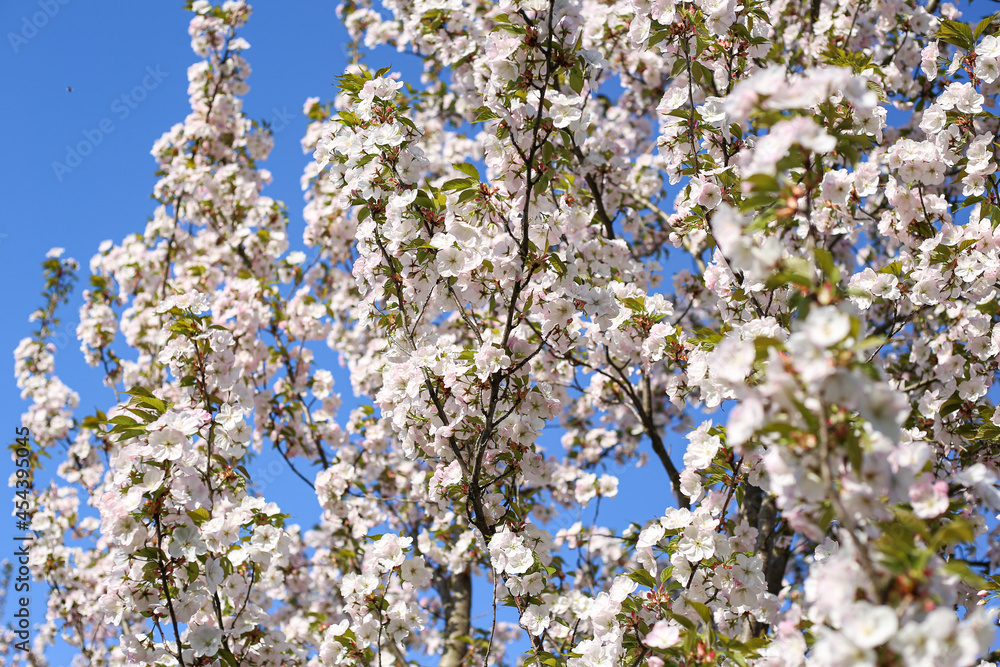 Beautiful white Cherry Blossom Sakura flowers blooming on a city park. Beautiful white Cherry Blossom Sakura flowers blooming on a city park.