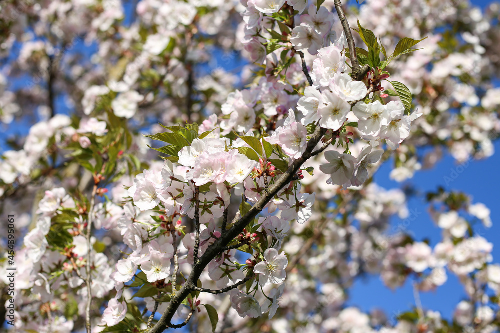 Beautiful white Cherry Blossom Sakura flowers blooming on a city park.