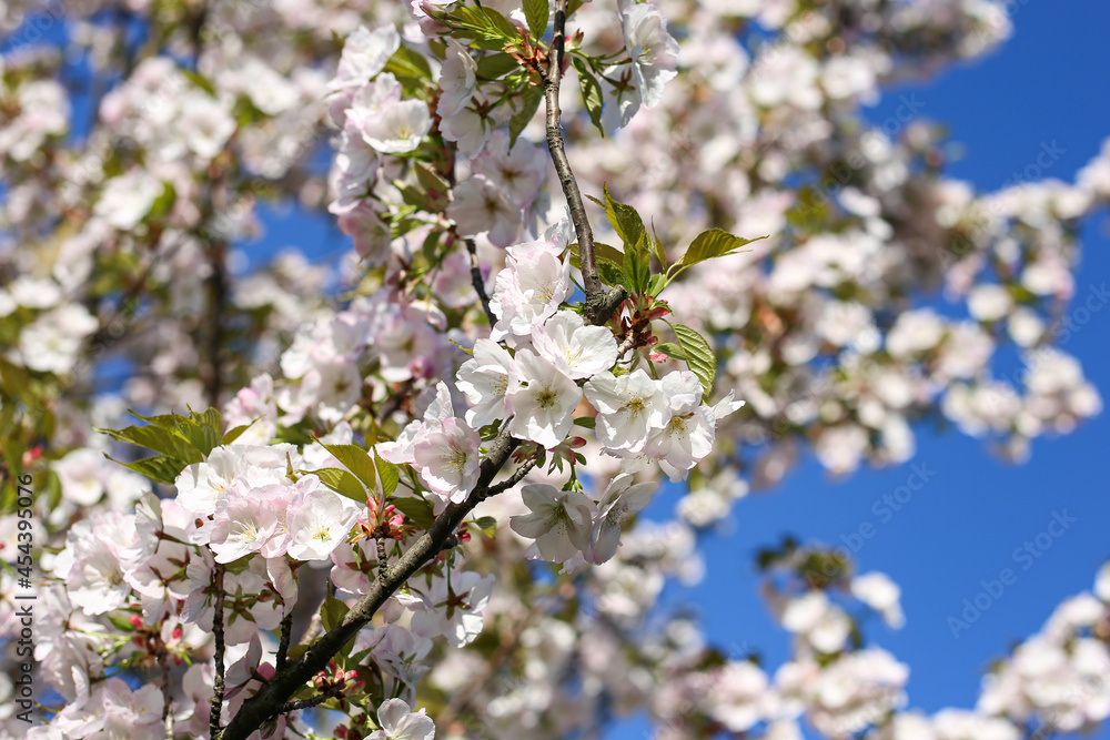 Beautiful white Cherry Blossom Sakura flowers blooming on a city park. Beautiful white Cherry Blossom Sakura flowers blooming on a city park.